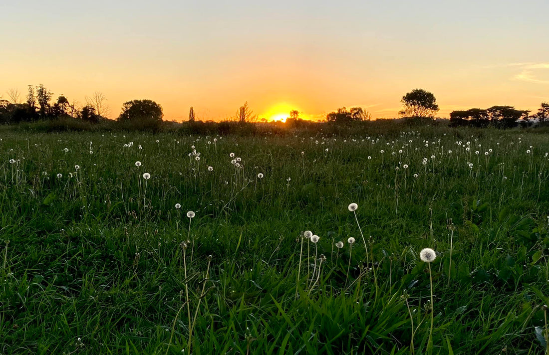 Pasture Pearls & Prose