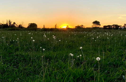 Pasture Pearls & Prose